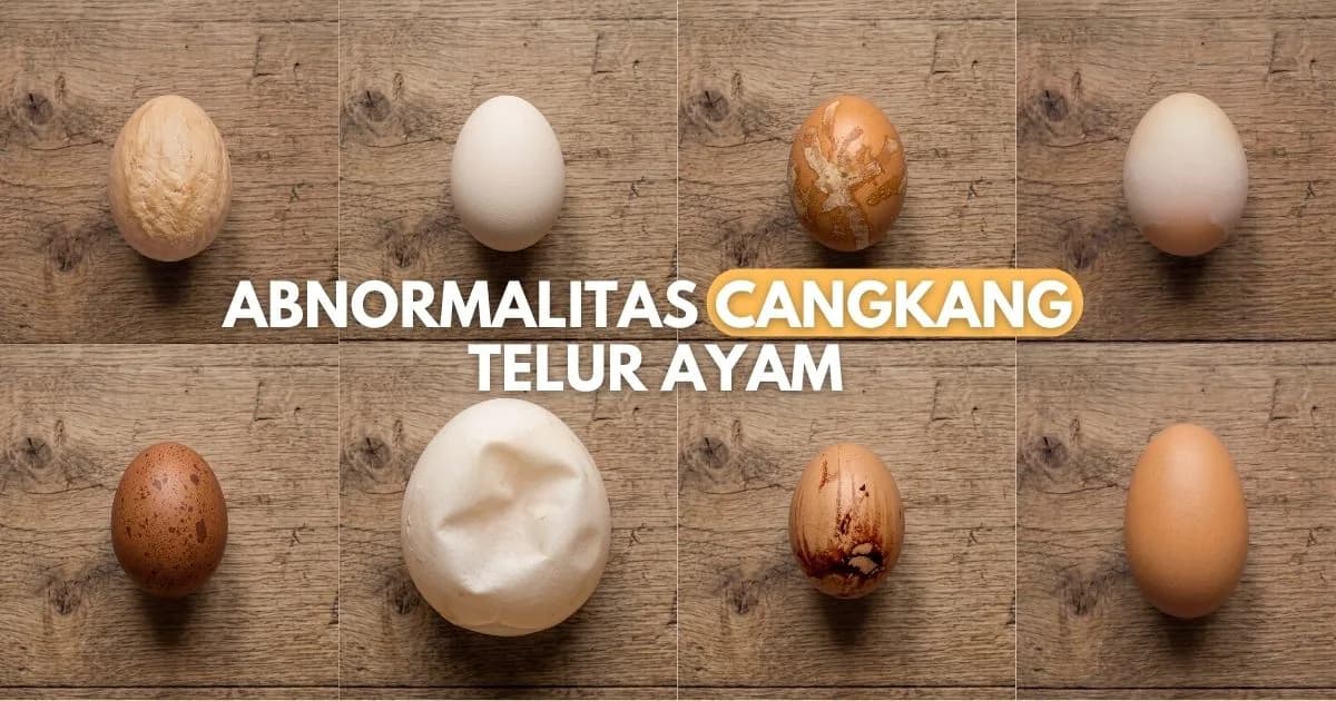 Abnormalitas telur ayam (1)