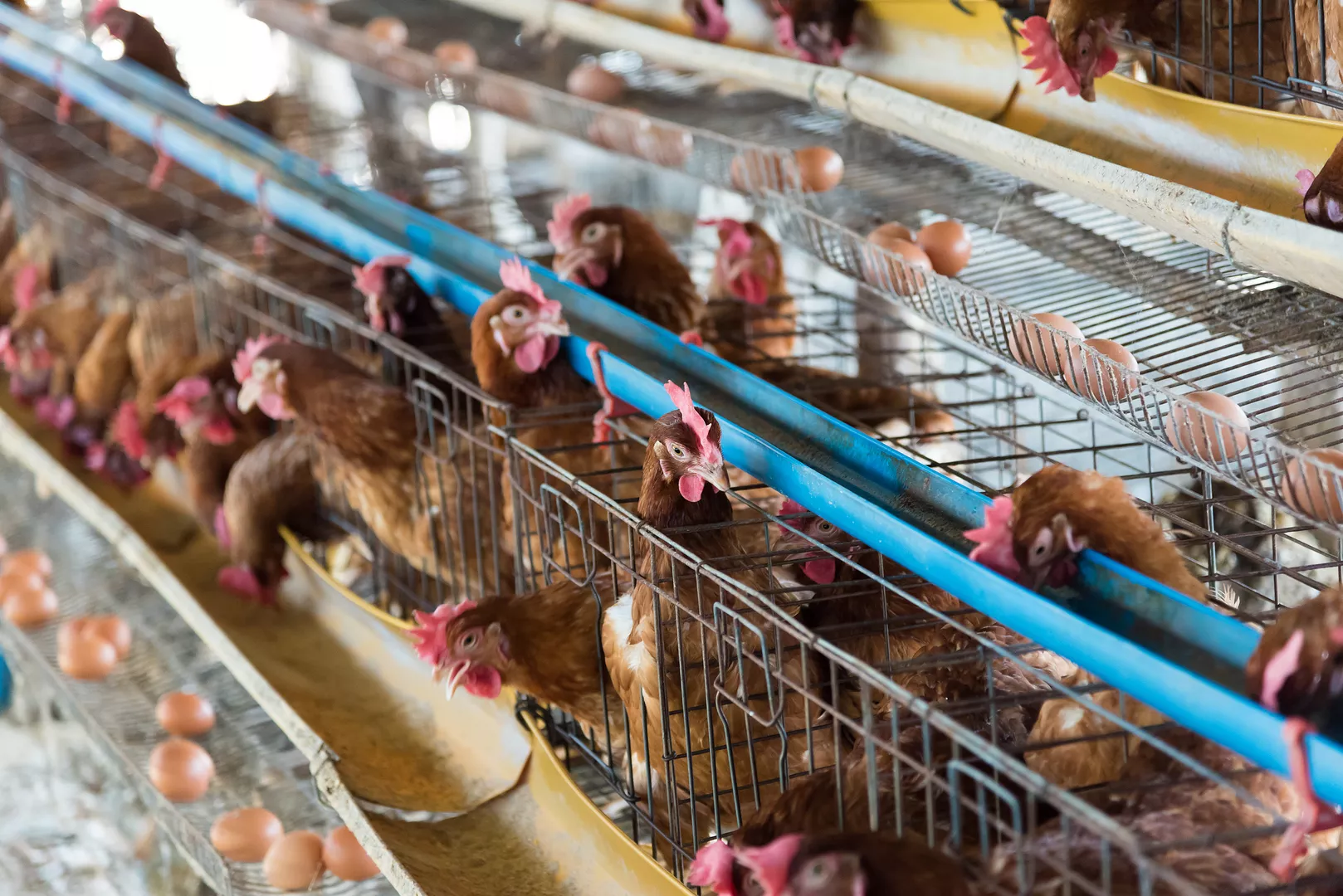 Peternakan ayam di Kota Jambi, pemasok telur segar Sun Egg